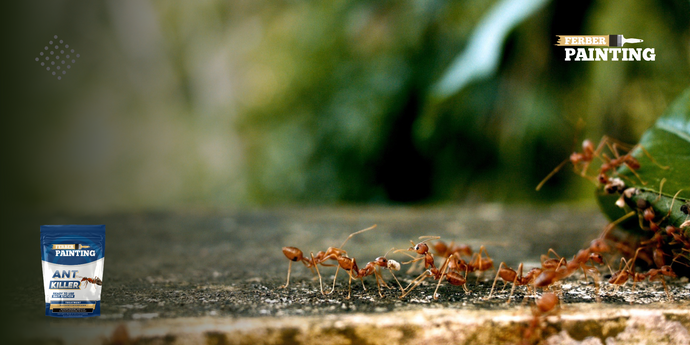 Wie verhindern Sie, dass Ameisen in Ihr Haus eindringen?