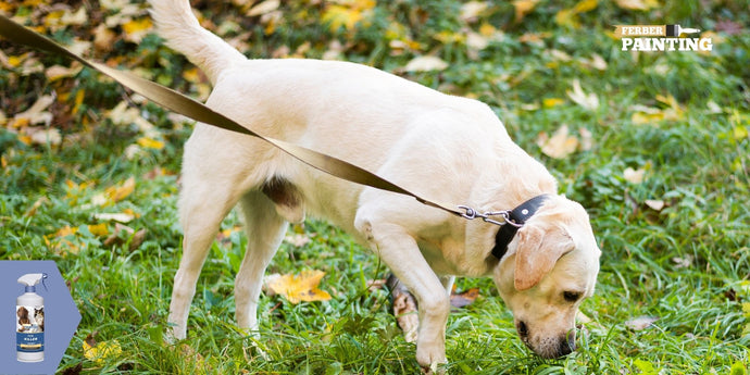 Was ist die beste Flohbehandlung für Hunde?