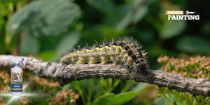 Are processionary caterpillars dangerous ?